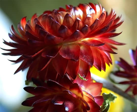 Helichrysum bracteatum Käokuld Õlelill